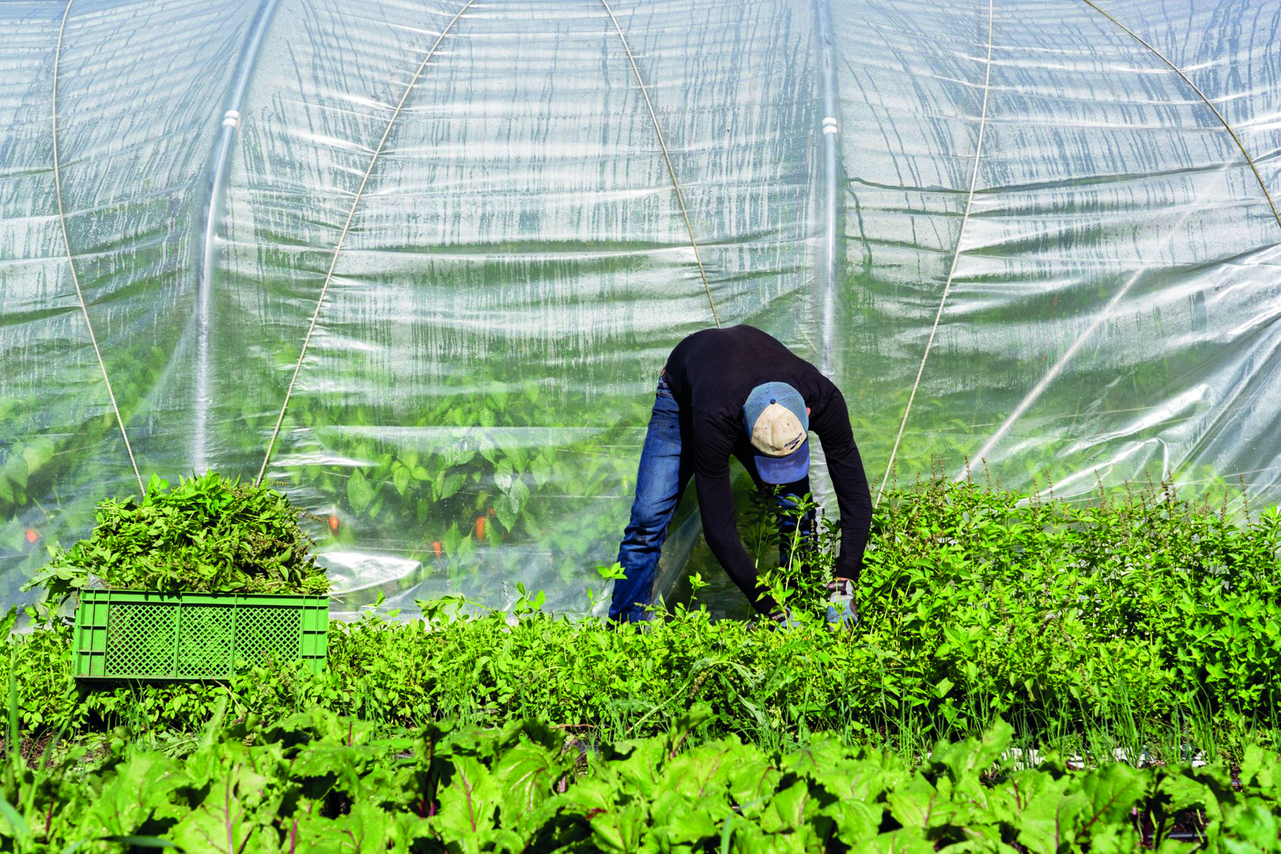   Feingemüse | Die Gärtnerei Korn in Wiederitzsch betreibt Mikrolandwirtschaft  