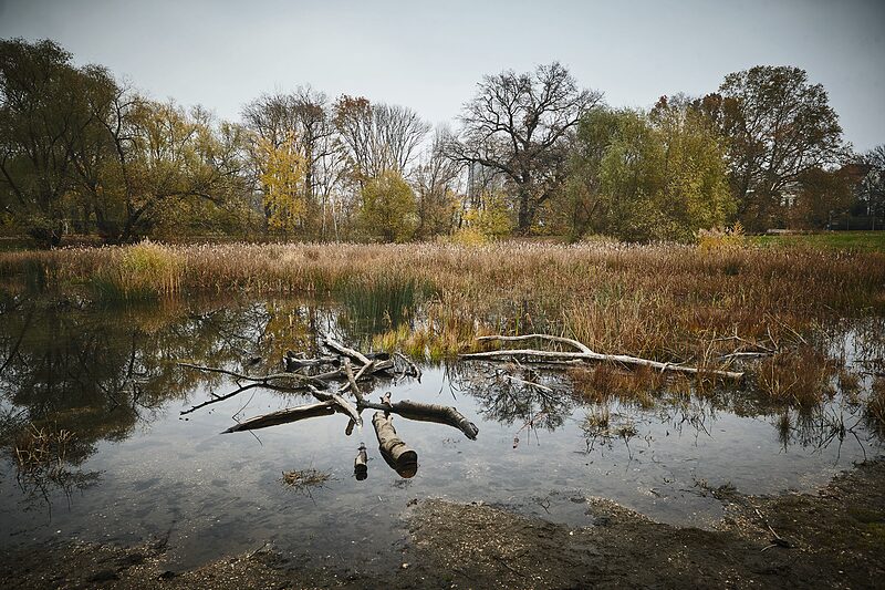 Die Pfütze im Rosental | Teich im Rosental trocknet aus