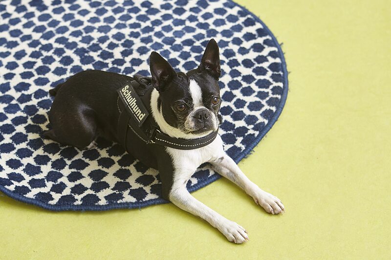 »Für den Hund sind die Kinder viel lieber leise, als wenn ich das einfordere« | Grundschullehrerin Kristina Unger bezieht ihren Hund in den Unterricht ein