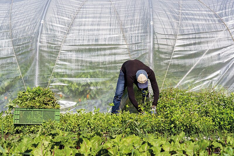Feingemüse | Die Gärtnerei Korn in Wiederitzsch betreibt Mikrolandwirtschaft