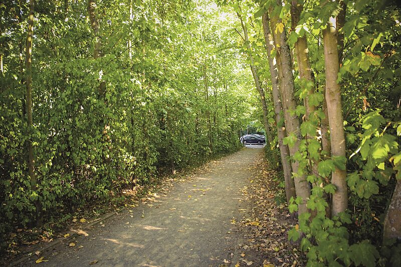 Betonwald | Die Stadt Markkleeberg plant einen neuen Parkplatz am Cospudener See. Für den sollen Bäume gerodet werden.