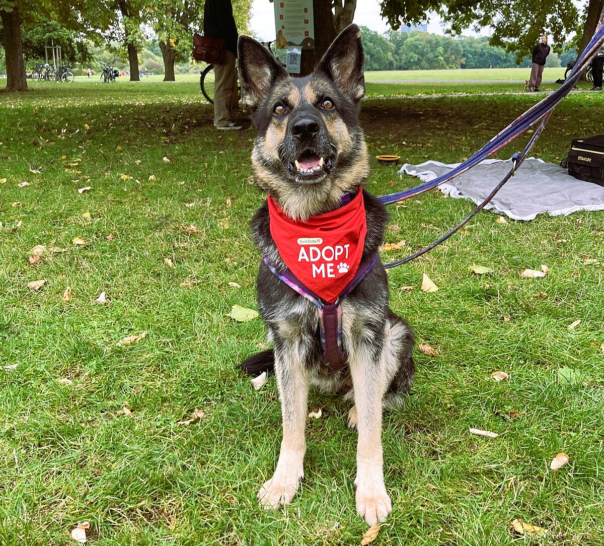   Speeddating mit Wau-Effekt | Beim Bark Date können sich Menschen und Hunde aus Tierschutzeinrichtungen beschnuppern  