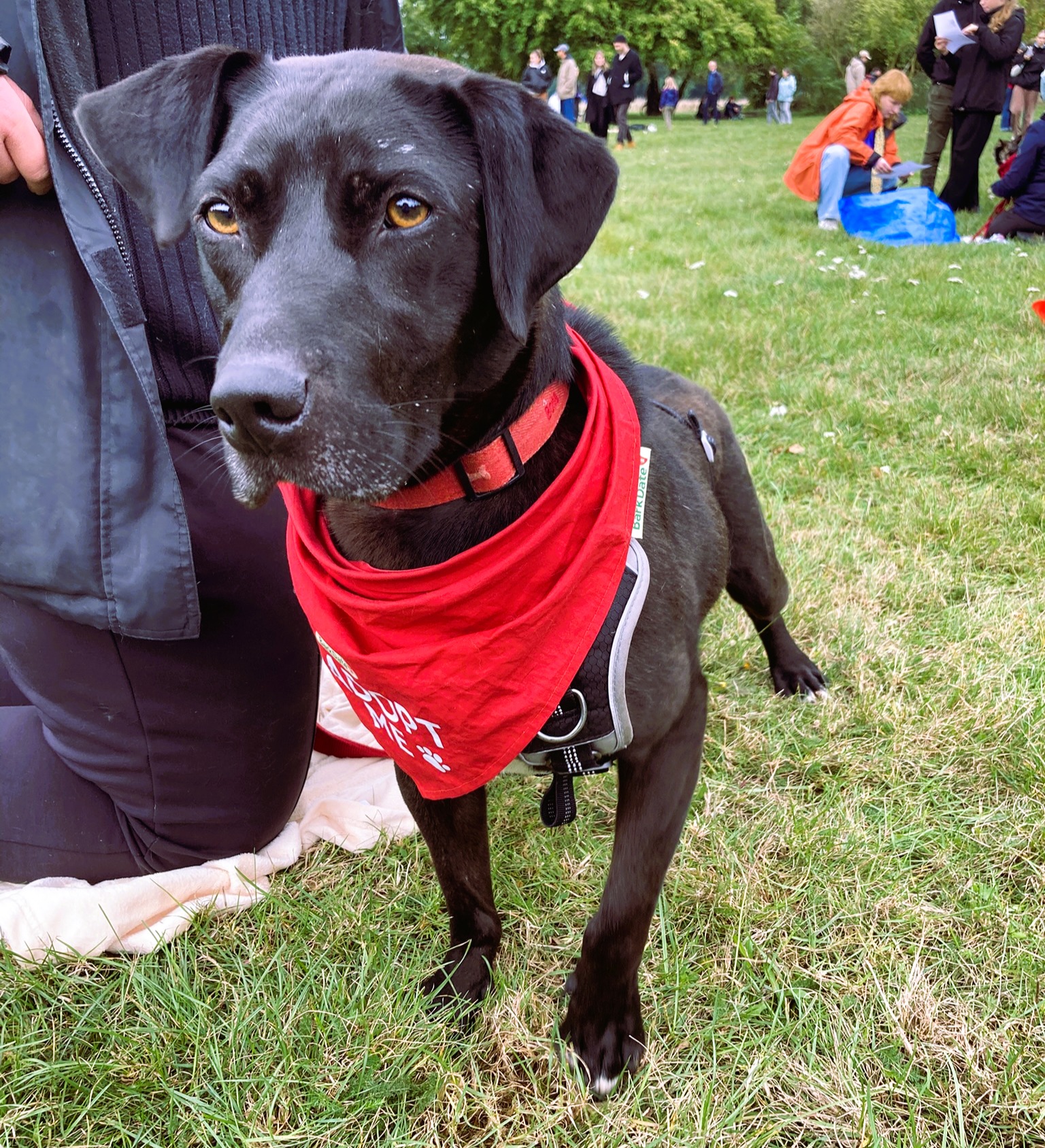 Schwarzer Hund