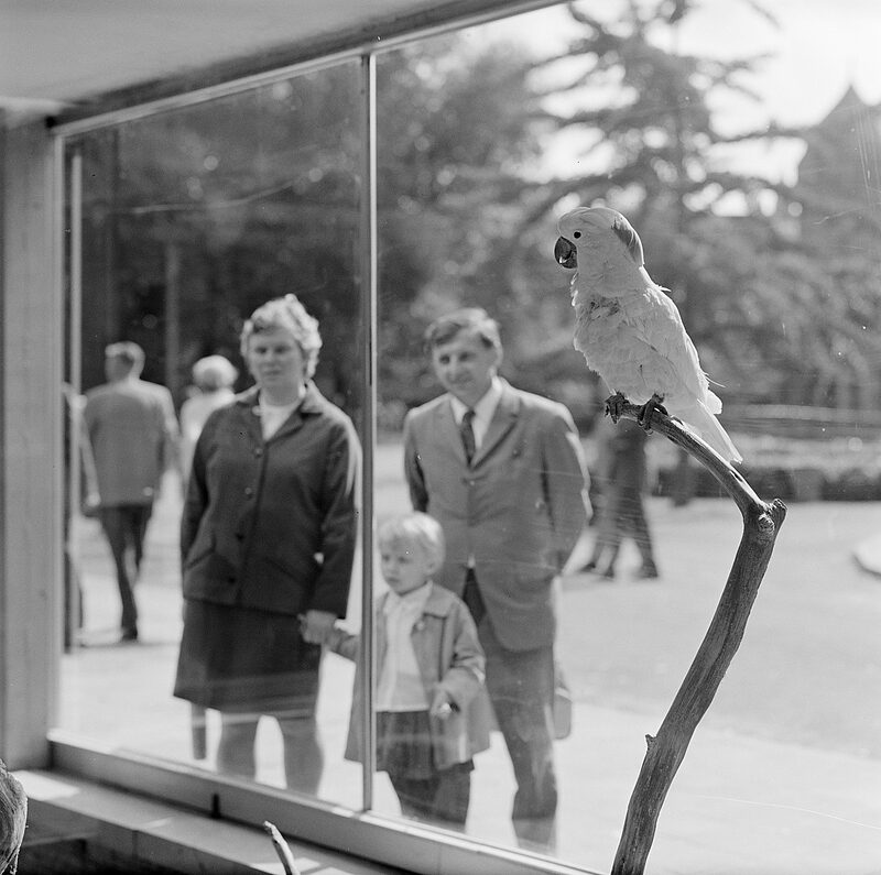 Historischer Blick auf einen Papagei, im Hintergrund eine Familie