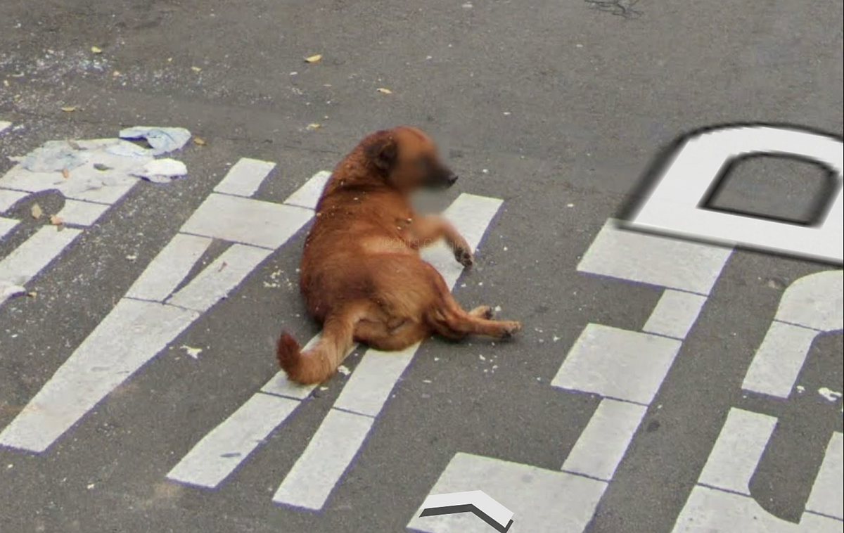   »Accidental Animals« – oder treffen sich ein Hase und ein Google-Auto… | … dort, wo sich eigentlich Fuchs und Hase »Gute Nacht« sagen sollten. Die ganze Welt ist mittlerweile digital zu erkunden, nur ein paar Mausklicks entfernt: Bei Google Street View. Sogar die Orte, an die noch nie, oder jedenfalls nicht so oft, ein Mensch vorgedrungen ist.  