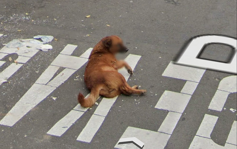 »Accidental Animals« – oder treffen sich ein Hase und ein Google-Auto…
