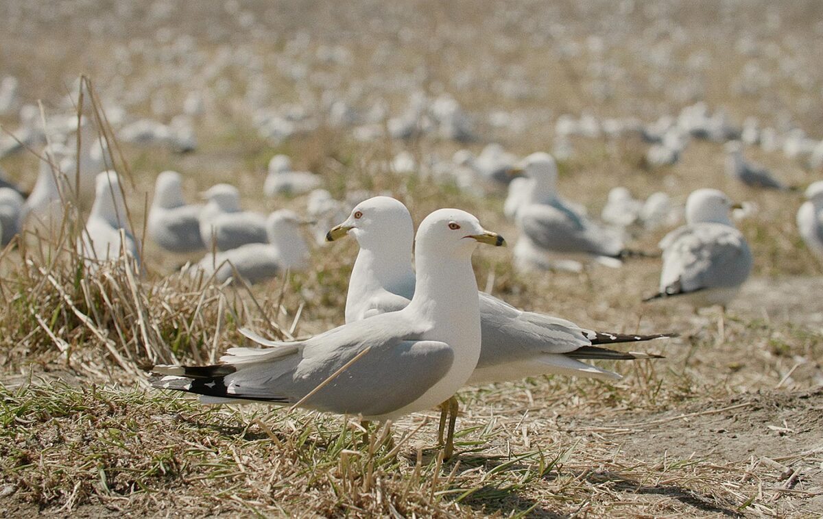   Gut gebrüllt, Möwe! | »The Inheritors« lässt den Menschen in den Spiegel tierischer Nachbarn blicken  