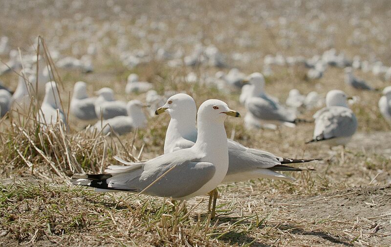 Gut gebrüllt, Möwe!