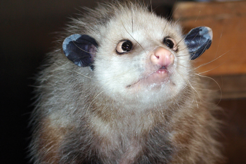   Kontaktlinsen kontra Artenschutz | Nach dem Tod von Opossum Heidi fehlt dem Zoo das Maskottchen für die Gondwanaland-Eröffnung  