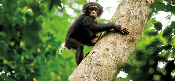   Was für ein Affentheater | Disney bindet uns mit seinem Tierfilm »Schimpansen« einen ordentlichen Bären auf  