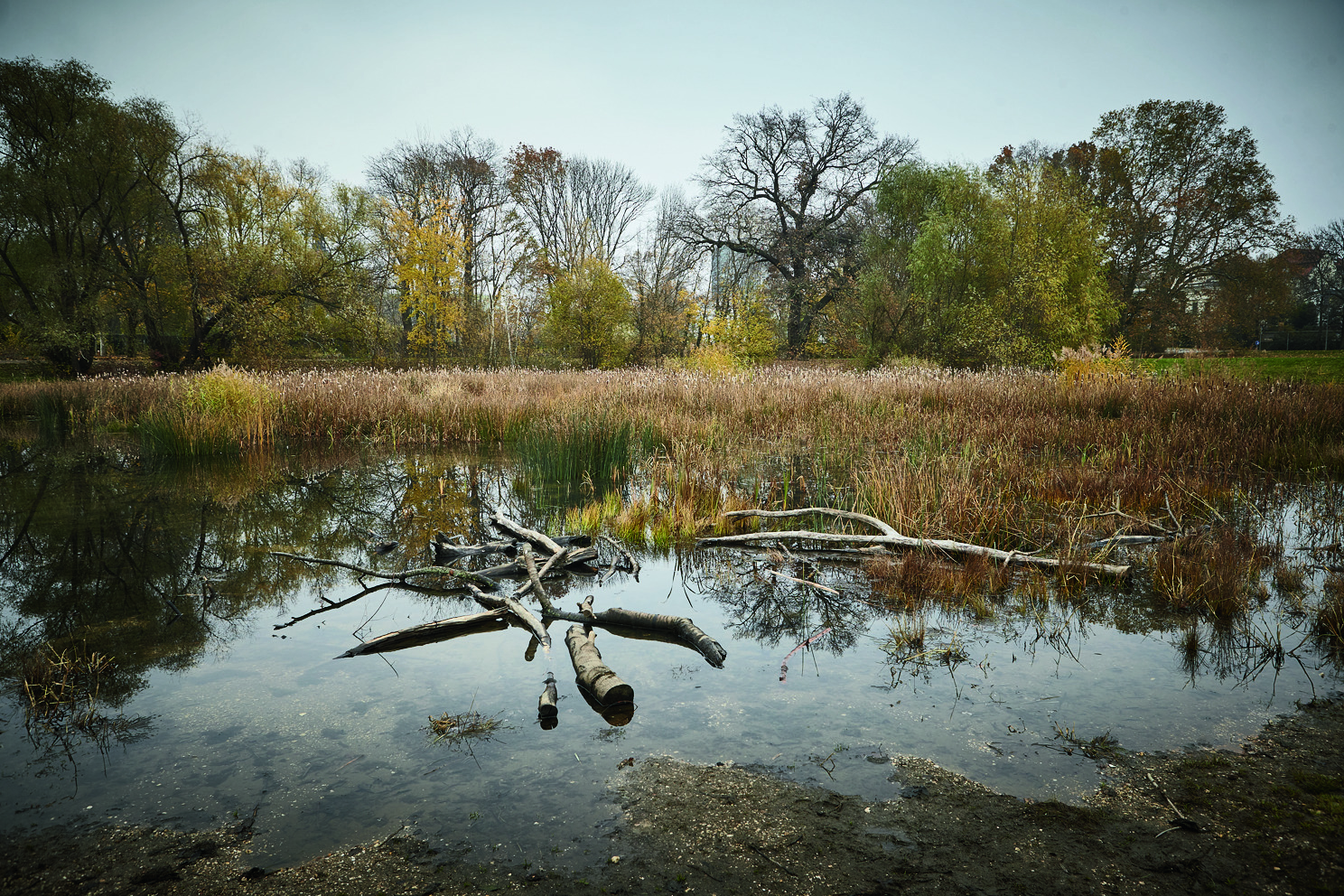   Die Pfütze im Rosental | Teich im Rosental trocknet aus  