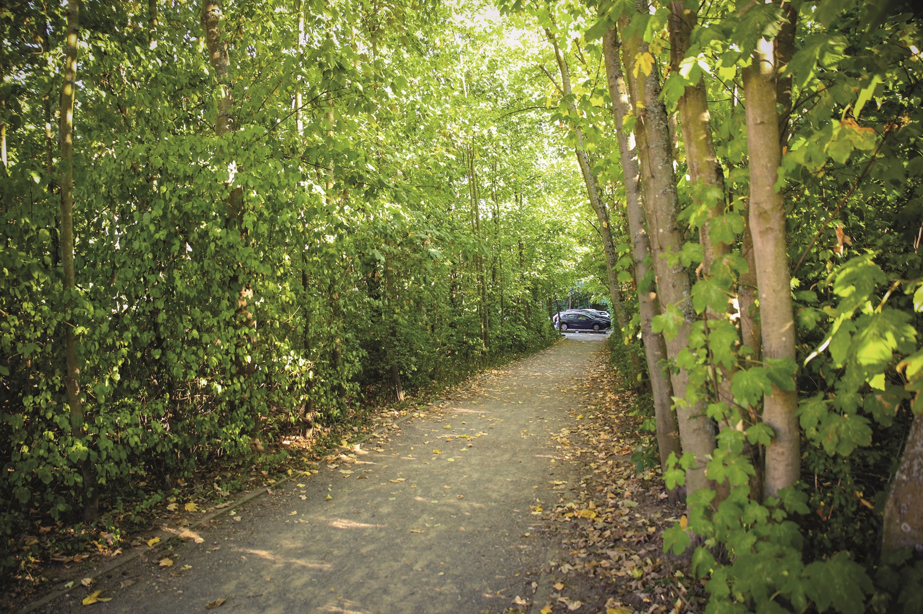   Betonwald | Die Stadt Markkleeberg plant einen neuen Parkplatz am Cospudener See. Für den sollen Bäume gerodet werden.  