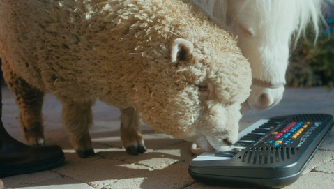 Hochstapler und Ponys