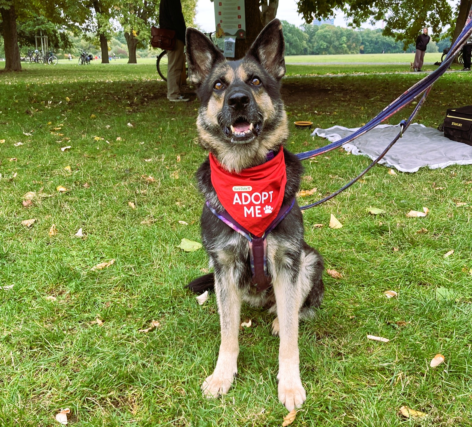   Speeddating mit Wau-Effekt | Beim Bark Date können sich Menschen und Hunde aus Tierschutzeinrichtungen beschnuppern  