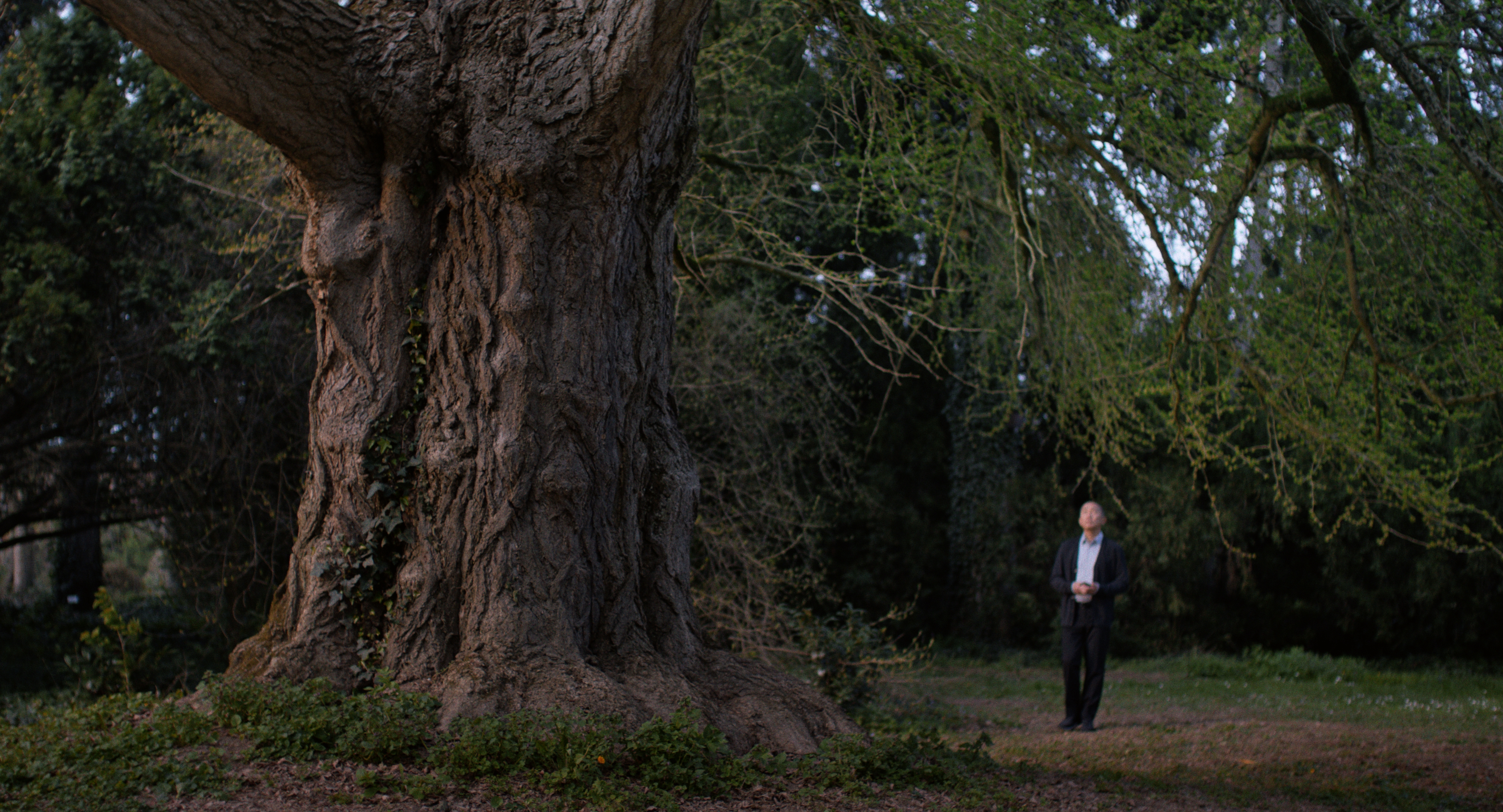   Mein Freund der Baum | Die Kinostarts der Woche  